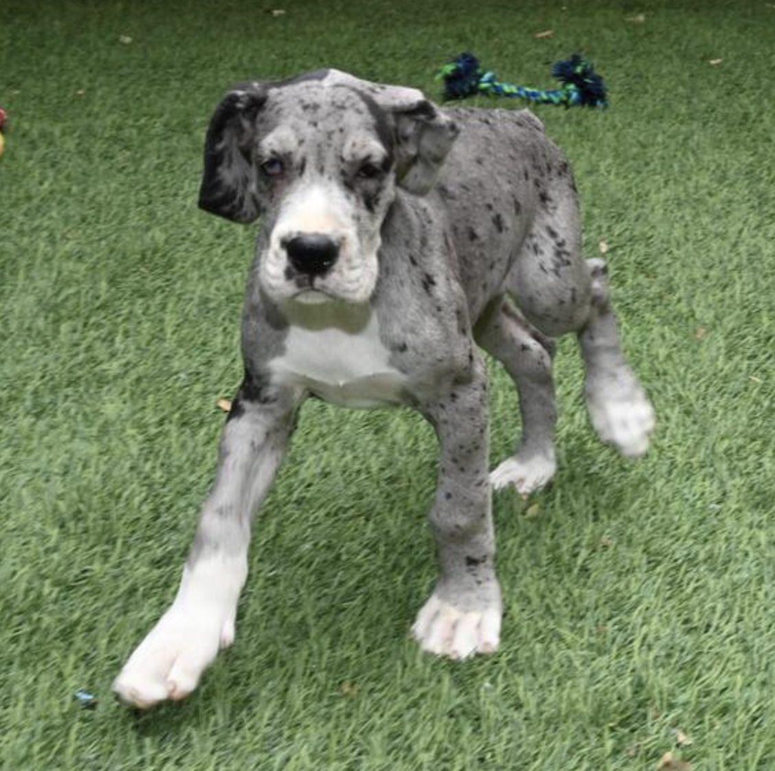 comprar cachorros sanos, baratos y asequibles para la venta